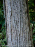 Catalpa-fargesii-duclouxii_Stamm