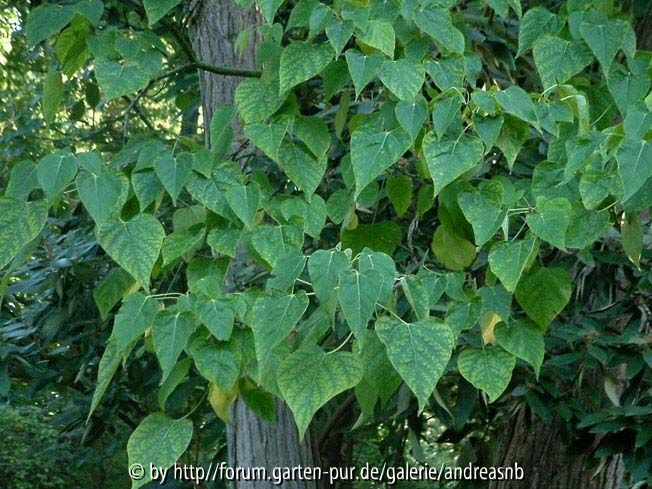 Catalpa-fargesii-duclouxii_Blatt