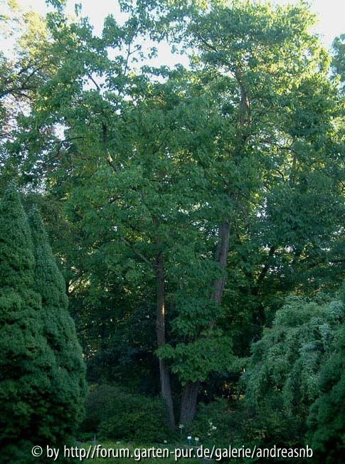 Catalpa-fargesii-duclouxii_Wuchs