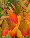 Hamamelis mollis
