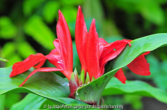Roscoae 'Red Ghurka'