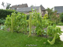 Amaranth-Grün