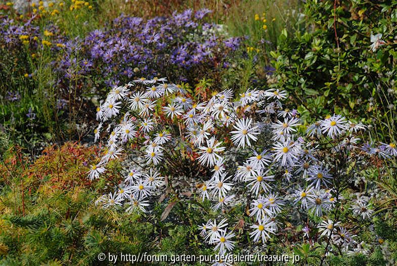 Aster pyrenaeus A. amellus A. linosyris