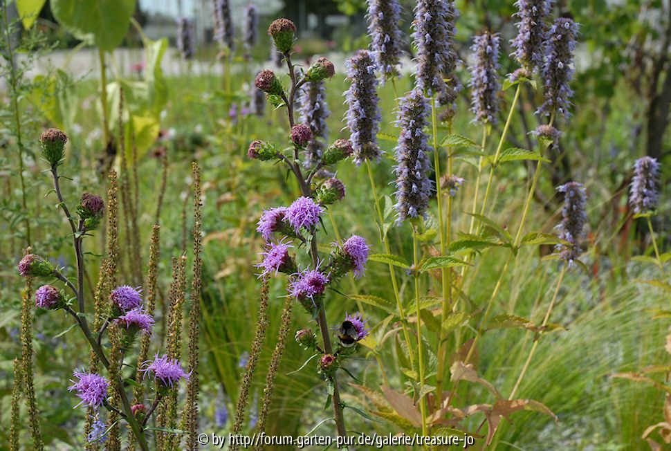 Liatris aspera Agastache