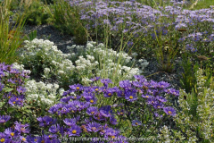 Aster amellus Anaphalis