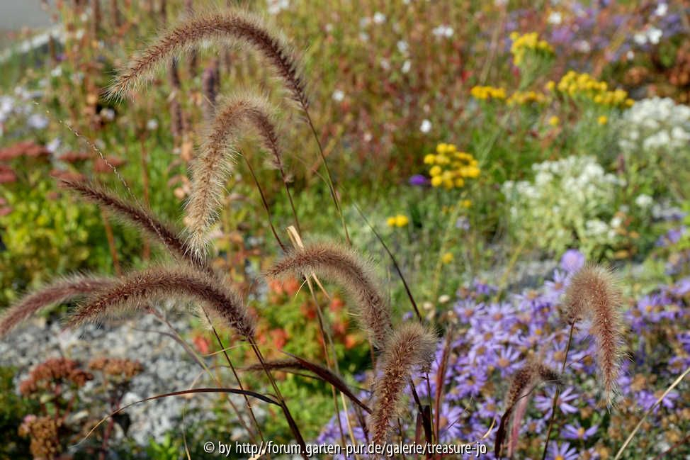 Pennisetum setaceum mit Astern