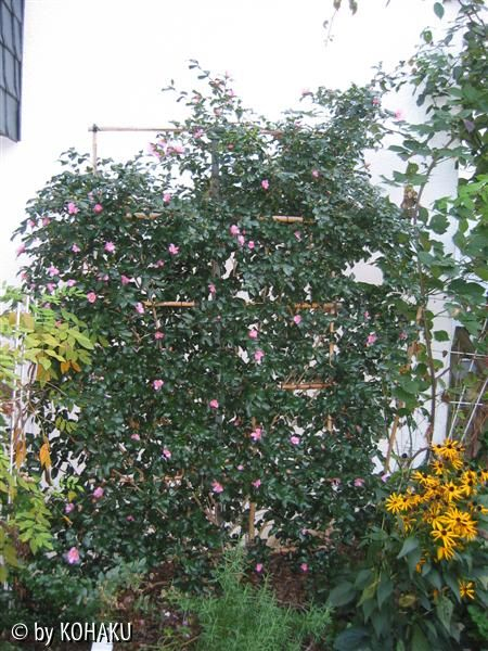 camelia sasanqua