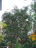 camelia sasanqua