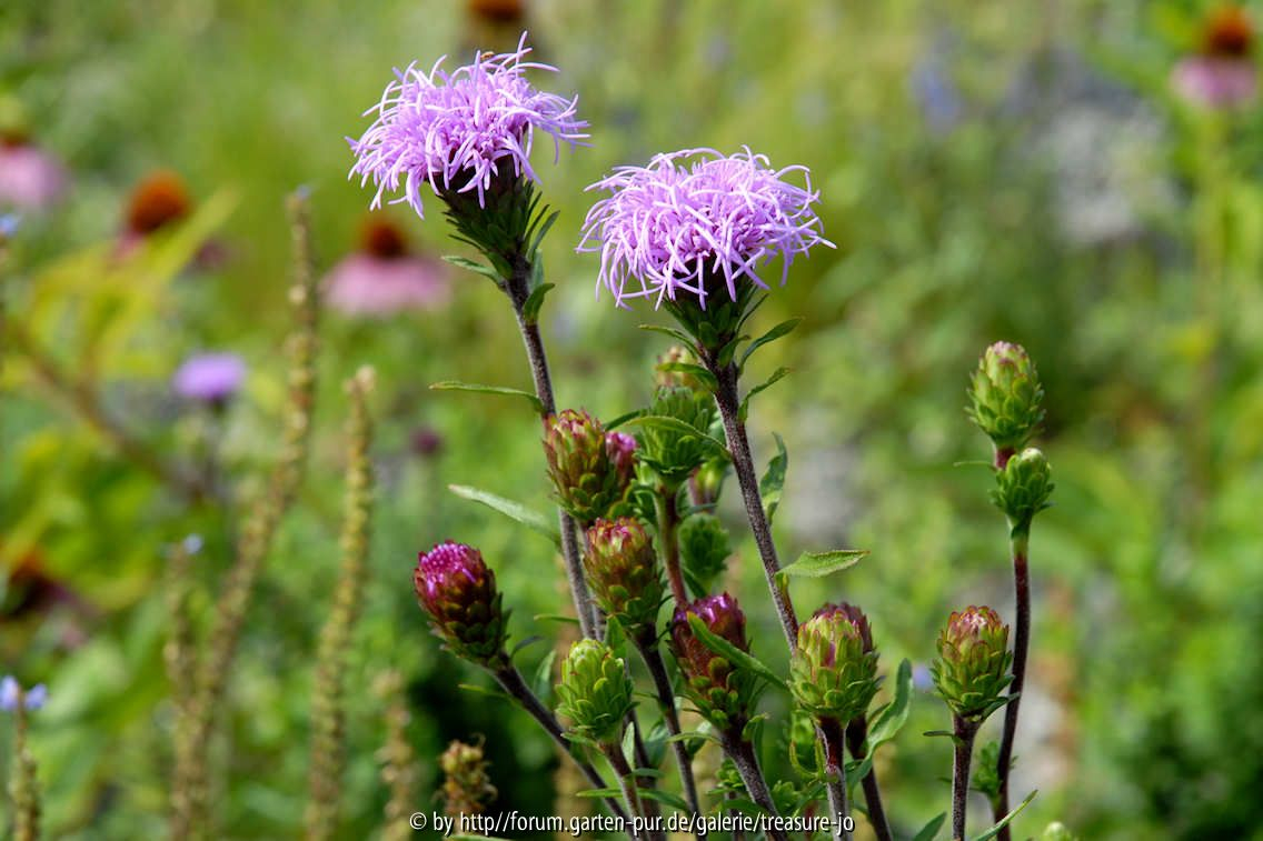 Liatris aspera