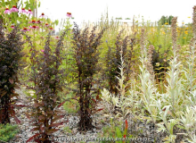 Aster lateriflorus Artemisia ludoviciana