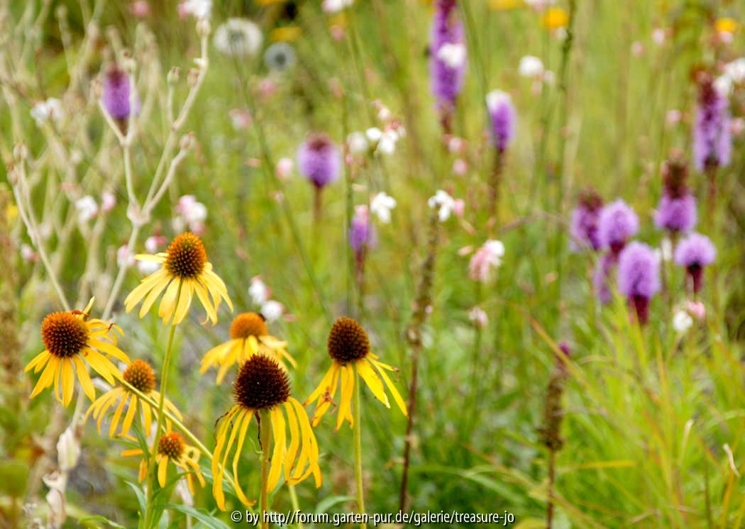 Echinacea paradoxa Liatris spicata