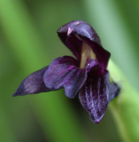 Roscoea scillifolia'schwarzblütige Form