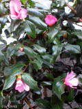 camelia sasanqua