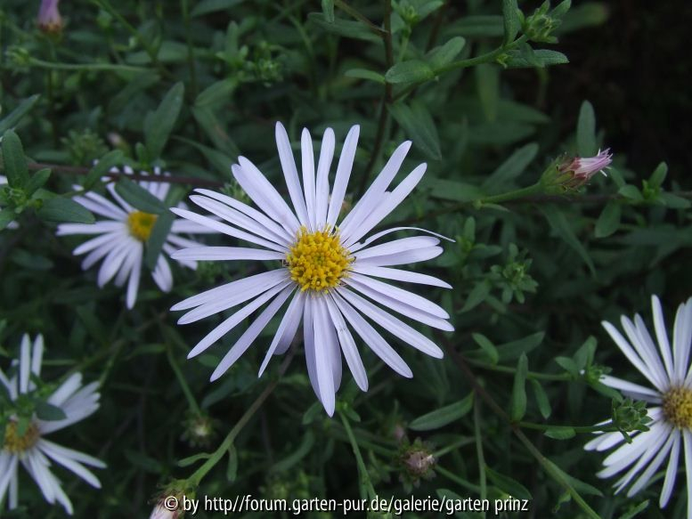 Aster pyrenaeus 