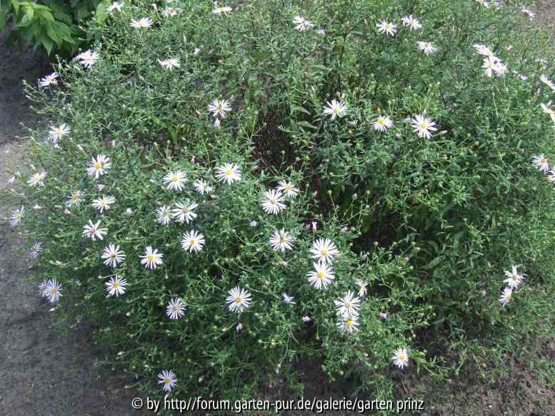 Aster pyrenaeus 