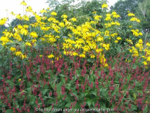 Persicaria amplexicaulis mit Rudbeckia n