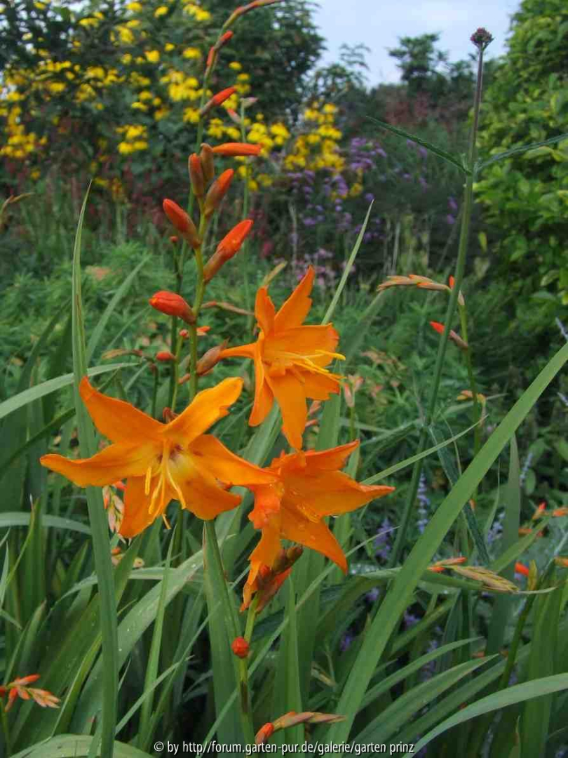 Crocosmia 