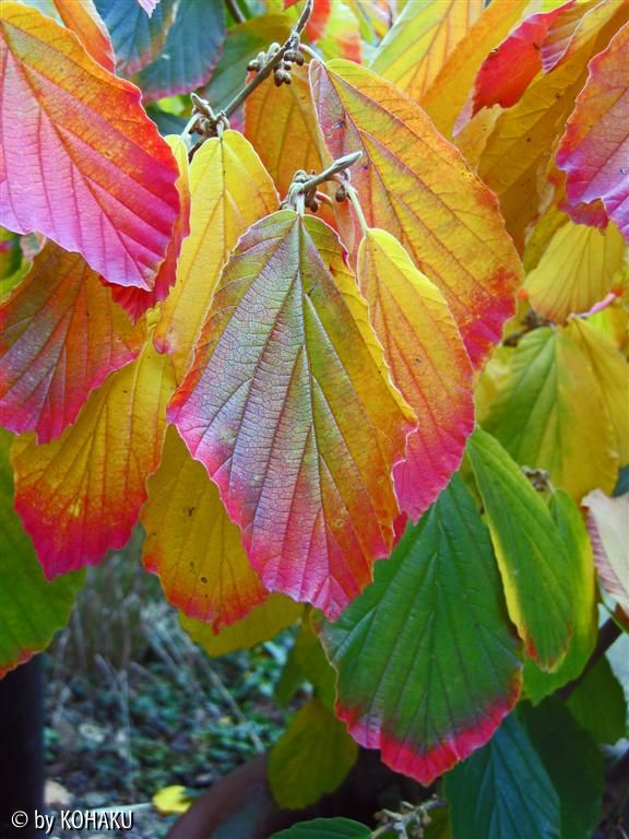 Hamamelis mollis 17.10.05