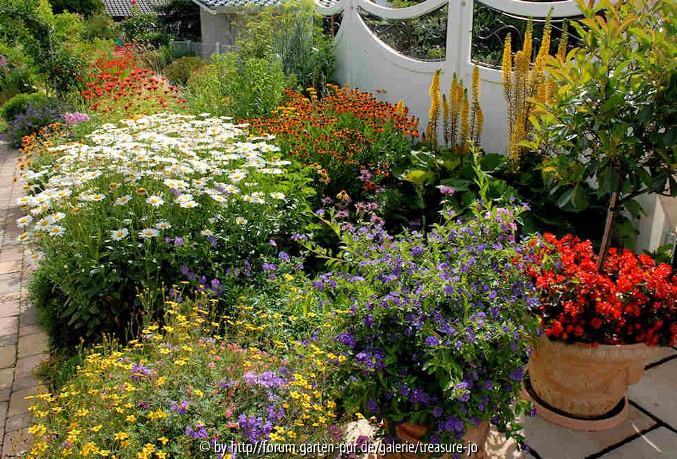 Staudenkombination mit Sommerblumen