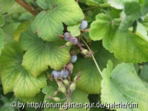 20100817_Johannisbeere oder so2.jpg