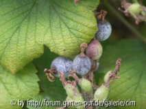 20100817_Johannisbeere oder so1.jpg