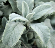 Silber 1