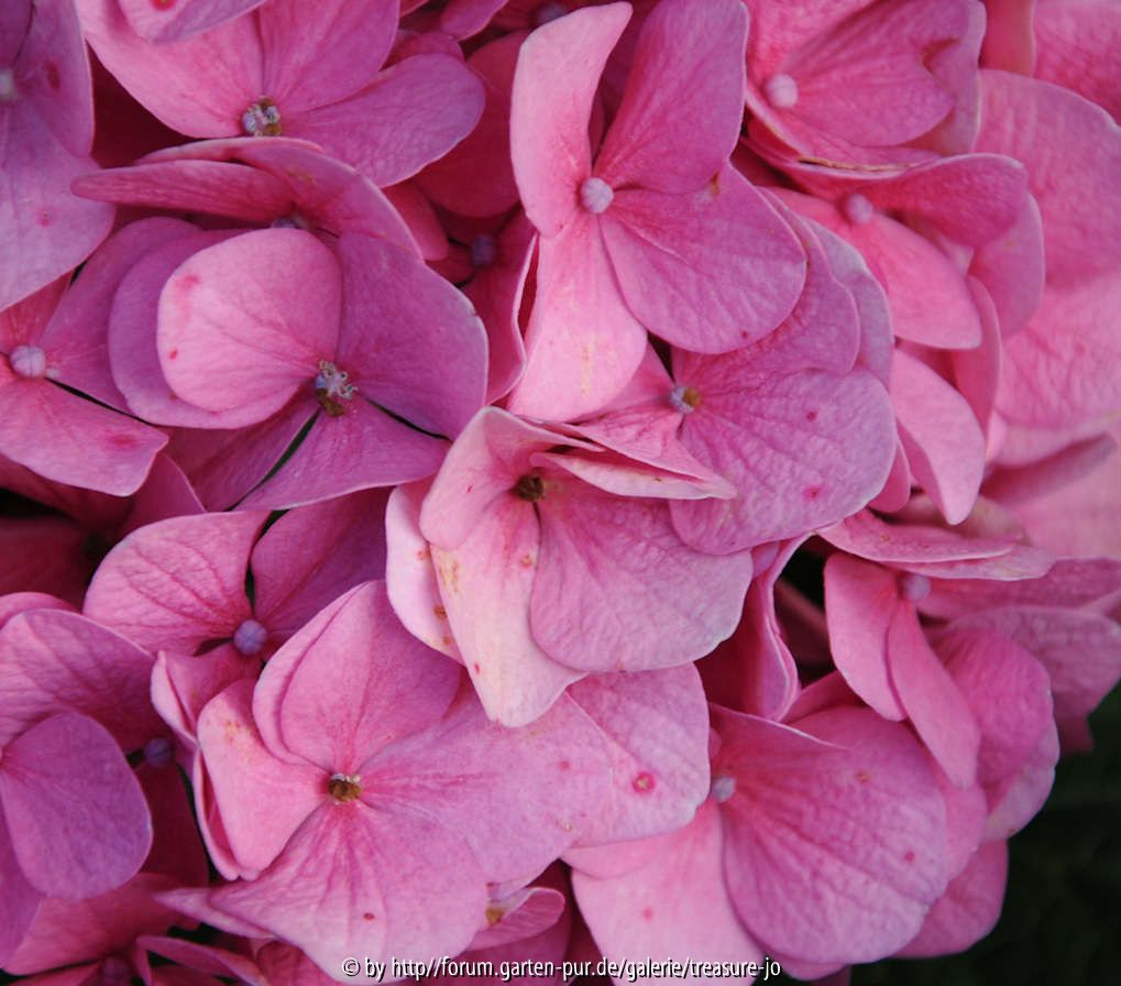 Rosa 1