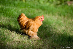 Die Hühnchen sind los 5