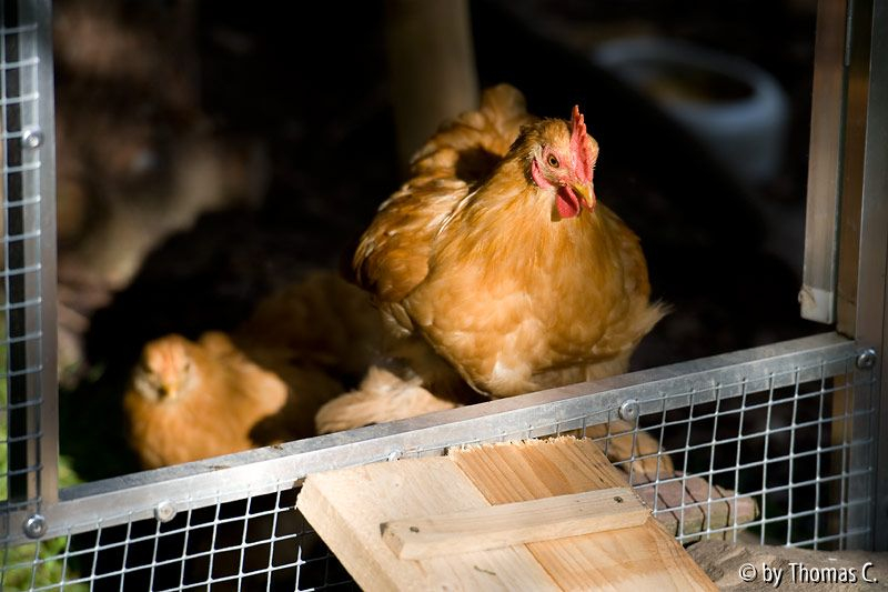Die Hühnchen sind los 3