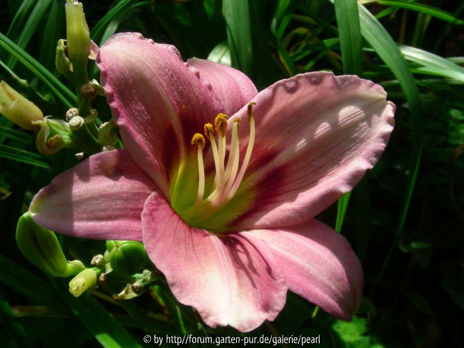 Palatina Mauve Delight 19_ August 2010