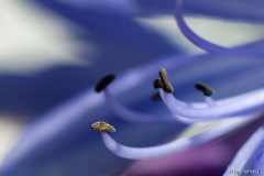 Agapanthusblau2