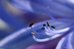 Agapanthusblau1