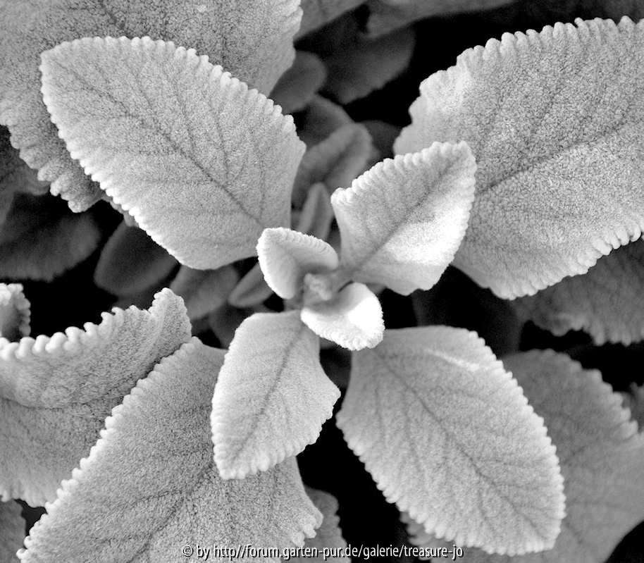 Monochrom 4