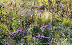 Aster n.-a. Purple Dome Kiesbeet 1