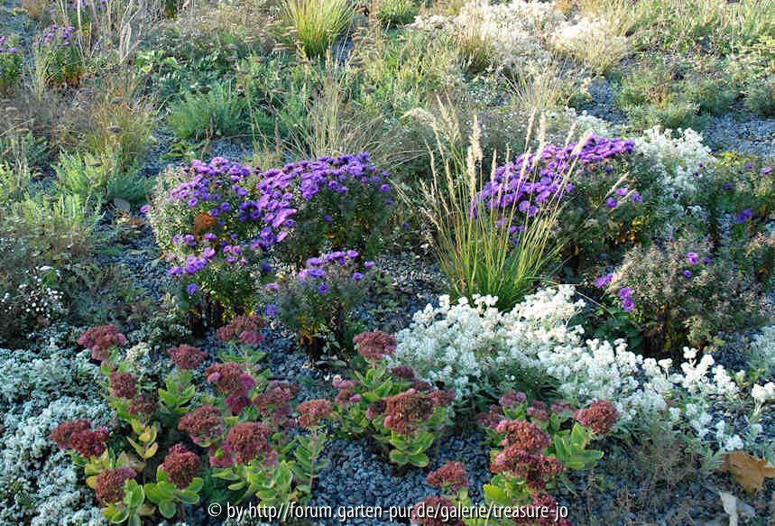 Aster n.-a. Purple Dome Kiesbeet 2