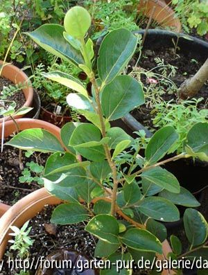 Diospyros Nikitas Gift