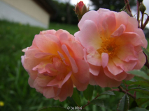 GdF apricot