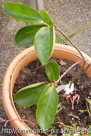 Diopyros kaki - Edible Landscaping