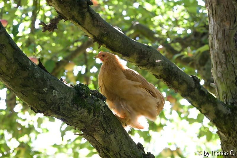 Im Apfelbaum - Aufstieg