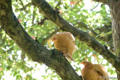 Im Apfelbaum - Aufstieg die nächste