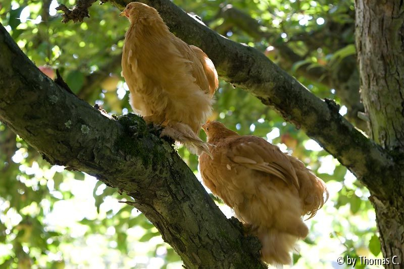 Im Apfelbaum - wie hoch denn noch?