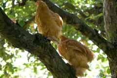 Im Apfelbaum - wie hoch denn noch?