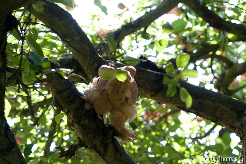 Im Apfelbaum - vor dem Sprung