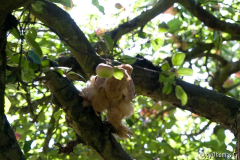 Im Apfelbaum - vor dem Sprung
