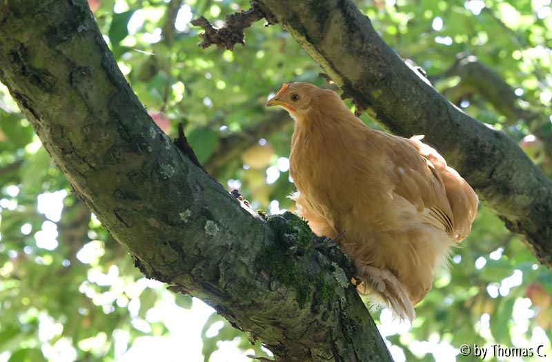 Im Apfelbaum - abgehängt
