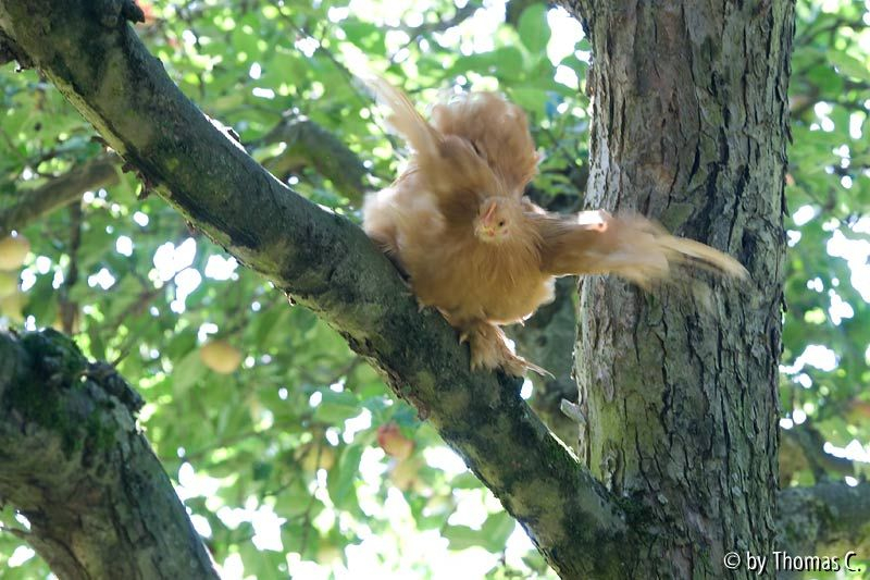 Im Apfelbaum - ich bin die Größte!