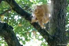 Im Apfelbaum - ich kooomme!