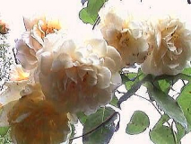 Buff Beauty Nachblüte