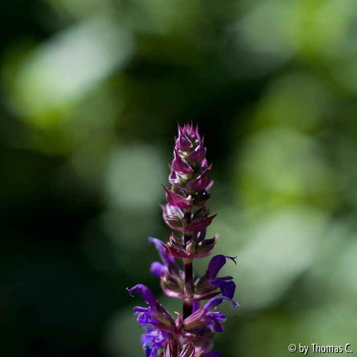 Aufrechtes und Duftiges