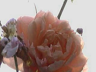 Colette Septemberblüte